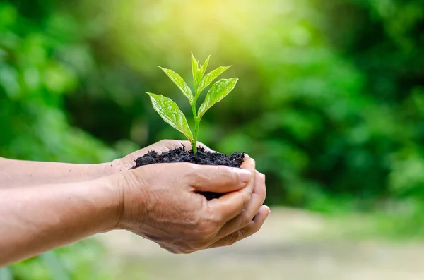 Nas Mãos Árvores Cultivando Mudas Bokeh Verde Fundo Feminino Mão — Fotografia de Stock