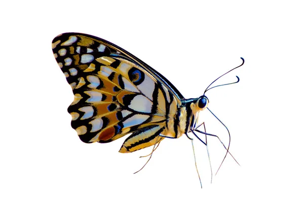 Motyl Miejsca Biały Pomarańczowo Żółty Izolat — Zdjęcie stockowe