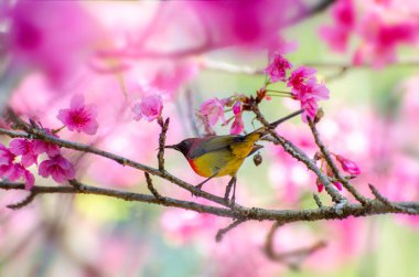 Kırmızı kuş mavi arka plan dallarda Sakura tünemiş