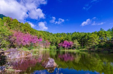Göl Ağaç Khun Wang Inthanon Chiang Mai Tayland