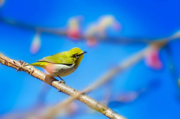 Pájaro Verde Fondo Azul Encaramado Las Flores Cerezo — Foto de Stock