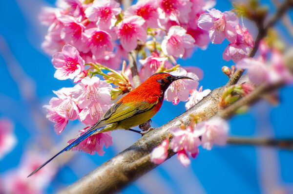 Red bird blue background perched on the branches Sakura