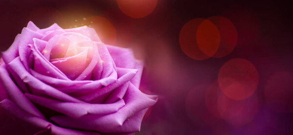Rose purple Red Valentines Day Bokeh banner