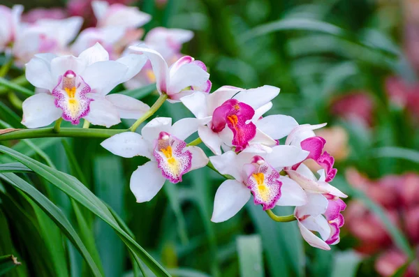 Cymbidium sp pembe ve beyaz orkide çiçekleri