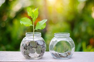 para şişe banknotlar banknot görüntüsü ile iş yeşil doğal renkli para tasarruf ve yatırım finansal kavramı üzerinde büyüyen bitki ağaç