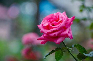 Redroses light Bokeh background Valentines Day