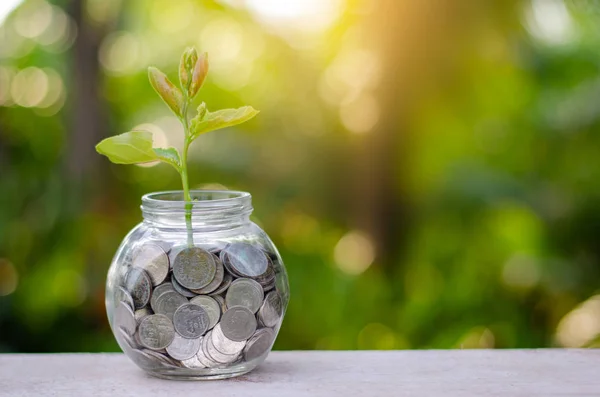 Dinheiro Garrafa Notas Árvore Imagem Banco Nota Com Planta Crescendo — Fotografia de Stock