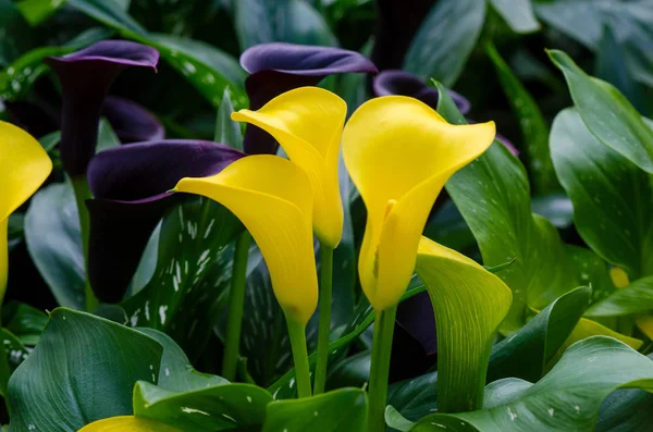 Calla Lily Yellow Three Flowers Lush Flower Garden — Stock Photo, Image