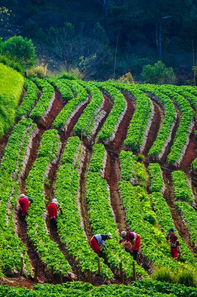 Çilek Tarlaları Sabah Sis Ang Khang Chiang Mai Tayland Denizinde — Stok fotoğraf