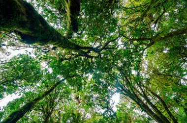 Yağmur ormanı Doi Inthanon bulut orman Chiang Mai Tayland