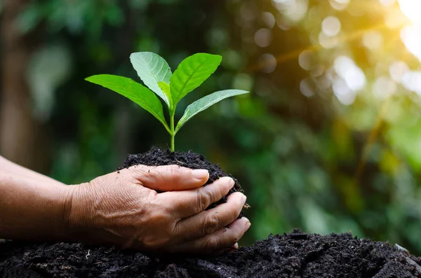 Groeiende Zaailingen Handen Van Bomen Bokeh Groene Achtergrond Vrouwelijke Hand — Stockfoto