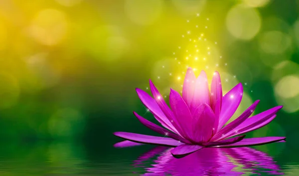 Purple Lotusblommor Avger Ljus Flytande Vattnet Naturliga Gröna Bokeh Bakgrund — Stockfoto