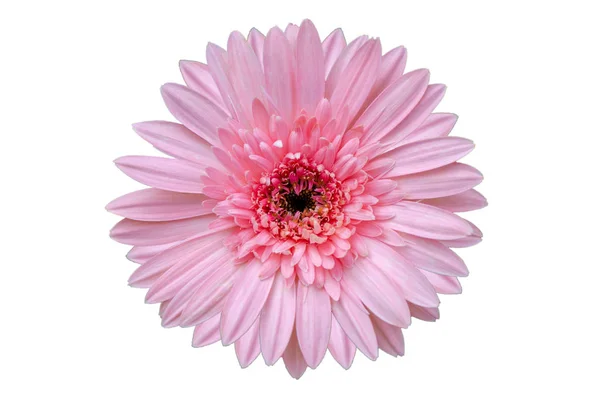 Rózsaszín Virág Elkülöníteni Fehér Háttér — Stock Fotó