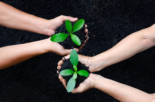 Ambiente Dia Terra Nas Mãos Árvores Cultivando Mudas Bokeh Verde — Fotografia de Stock