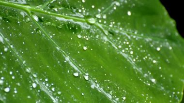 Üzerinde bitkilerin yaprakları nemli yağışlı sezon yağmur yağar
