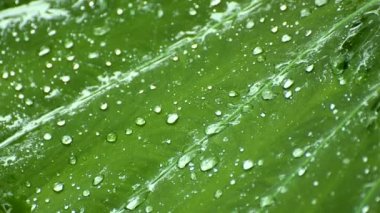 Üzerinde bitkilerin yaprakları nemli yağışlı sezon yağmur yağar