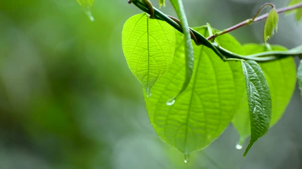 雨季雨水落在植物潮湿的叶子上 — 图库视频影像