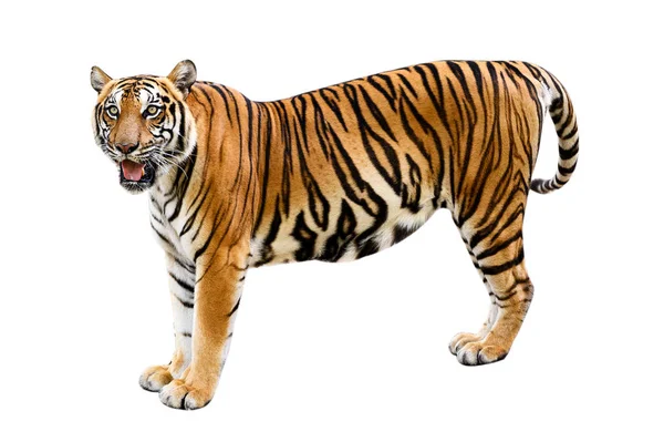 Tiger White Background Isolate Full Body — Stock Photo, Image