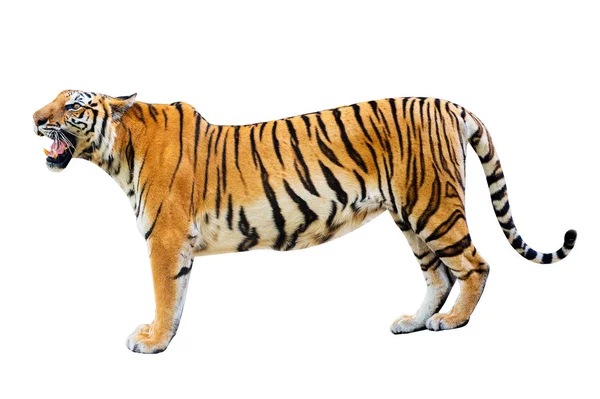 Tygr Bílý Pozadí Izolovat Celého Těla — Stock fotografie