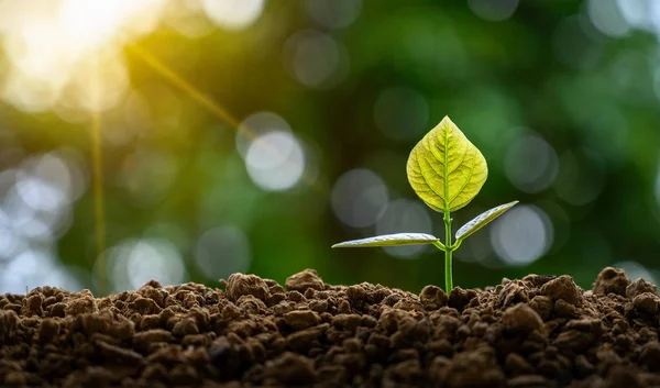 Desenvolvimento Crescimento Das Plântulas Plantio Mudas Planta Jovem Luz Manhã — Fotografia de Stock