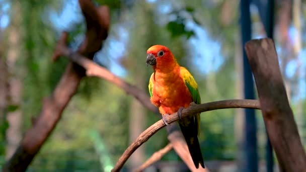 Loro amarillo anaranjado, ala verde, palo en las ramas video 4k — Vídeo de stock