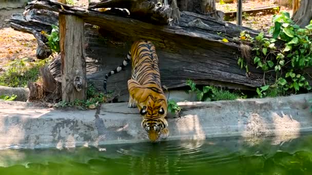 Tiger äter vatten video 4k — Stockvideo