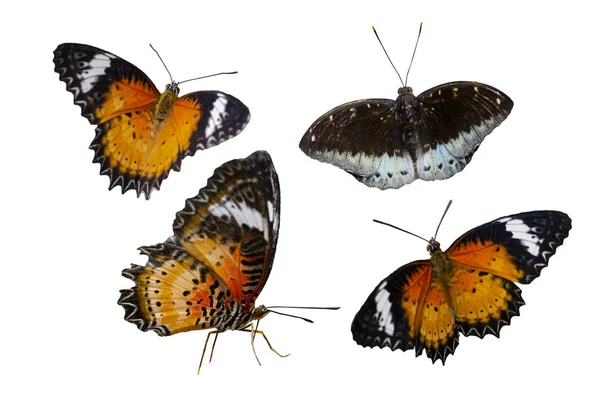 Sammlung Schmetterling Flecken Orange Gelb Weiß Hintergrund Isolieren — Stockfoto