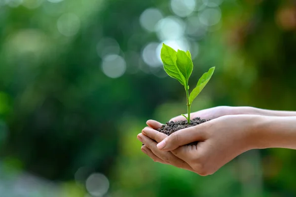 Ambiente Día Tierra Manos Árboles Que Crecen Plántulas Bokeh Verde — Foto de Stock