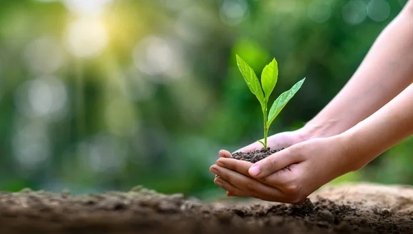 Çevre Günü, filizlenen ağaçların ellerinde. Bokeh yeşil arka plan Kadın el ele tutuşuyor doğa tarlası çim orman koruma kavramı
