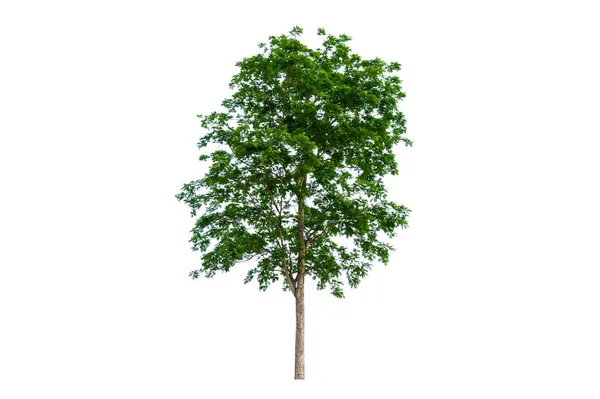 Alberi Isolati Sfondo Bianco — Foto Stock