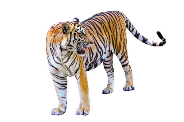 Tigris Fehér Háttér Elkülönítése Teljes Test — Stock Fotó