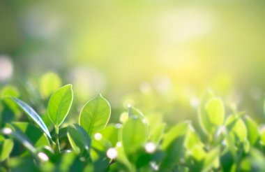 Arka plan olarak kullanarak kopya alanı ile altın ışık bahçe ile doğal yeşil arka plan