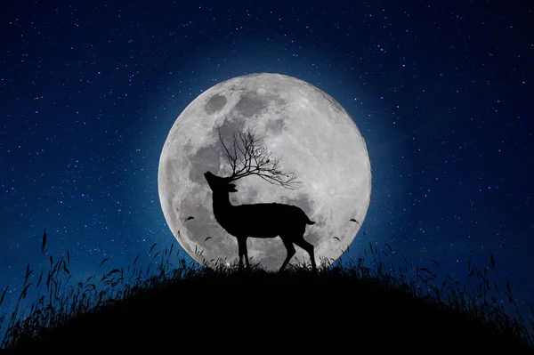 Олень Стоїть Горі Великий Місячний Фон Вночі Зірки Повні Неба — стокове фото