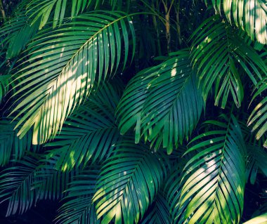 Koyu tropikal yapraklar doğa arka plan koyu mavi yeşillik doğa üzerinde soyut palmiye tropikal yaprakları renkli çiçek