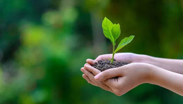 Ambiente Dia Terra Nas Mãos Árvores Cultivando Mudas Bokeh Verde — Fotografia de Stock