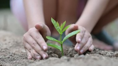 Çevre Günü, filizlenen ağaçların ellerinde. Bokeh yeşil arka plan Kadın el ele tutuşuyor doğa tarlası çim orman koruma kavramı