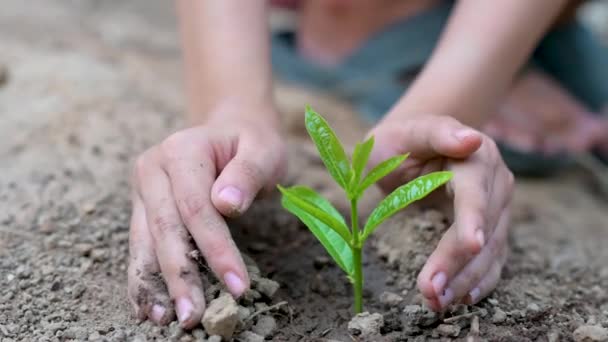 环境地球日在生长着幼苗的树木手中 Bokeh Green Background Female Hand Holding Tree Nature Field — 图库视频影像