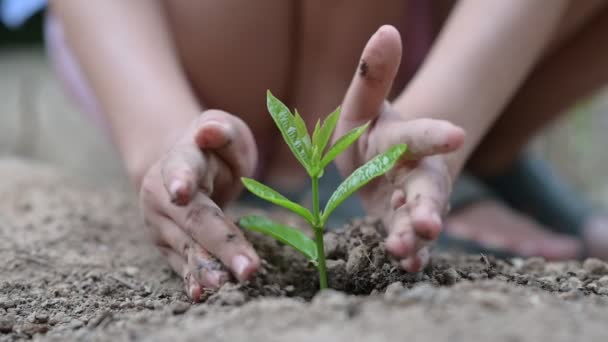 Ambiente Dia da Terra Nas mãos de árvores cultivando mudas. Bokeh verde Fundo Feminino mão segurando árvore na natureza campo grama Floresta conceito de conservação — Vídeo de Stock