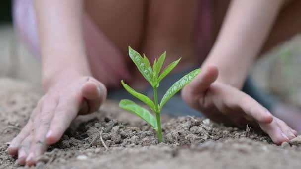 Περιβάλλον Ημέρα της Γης Στα χέρια των δέντρων που καλλιεργούν σπορόφυτα. Bokeh πράσινο φόντο Γυναίκα χέρι εκμετάλλευση δέντρο στο γρασίδι πεδίο της φύσης έννοια διατήρησης του δάσους — Αρχείο Βίντεο