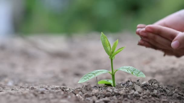 木の手で実生植物を育てます。ボケ味緑背景女性手自然フィールド草森林保全概念のツリーを保持 — ストック動画