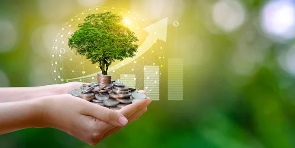 Hand Coin Tree Wächst Der Baum Auf Dem Haufen Geld — Stockfoto