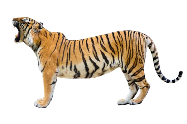 Tigre Branco Fundo Isolar Corpo Inteiro — Fotografia de Stock