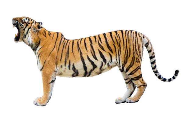 Tiger White Background Isolate Full Body — Stock Photo, Image