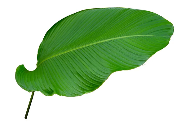 Blätter Calathea Ornata Nadelstreifen Hintergrund Weiß Isolieren — Stockfoto