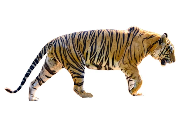 Tiger White Background Isolate Full Body — Stock Photo, Image