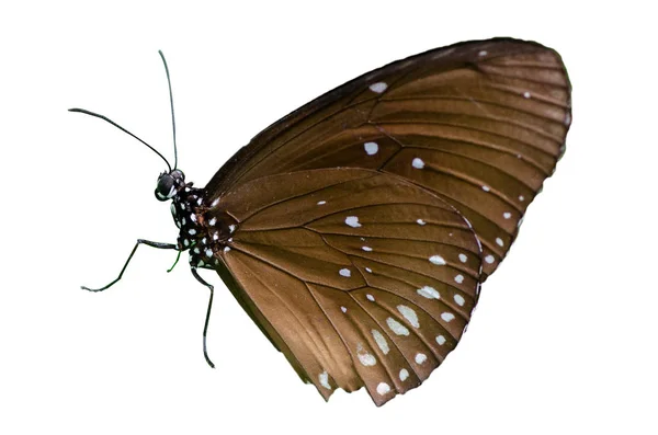 Schmetterling Flecken Orange Gelb Weiß Hintergrund Isolieren — Stockfoto