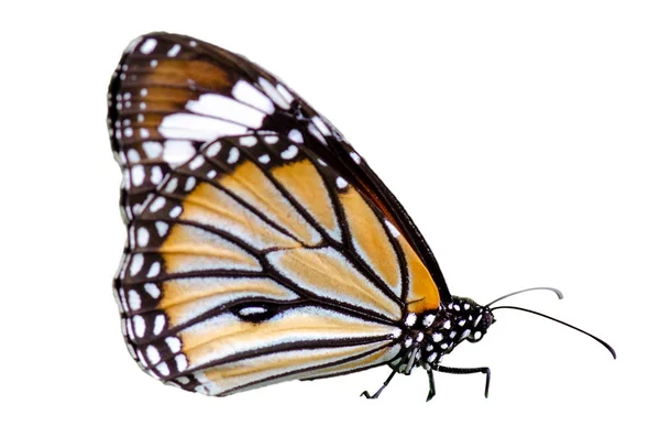 Schmetterling Flecken Orange Gelb Weiß Hintergrund Isolieren — Stockfoto