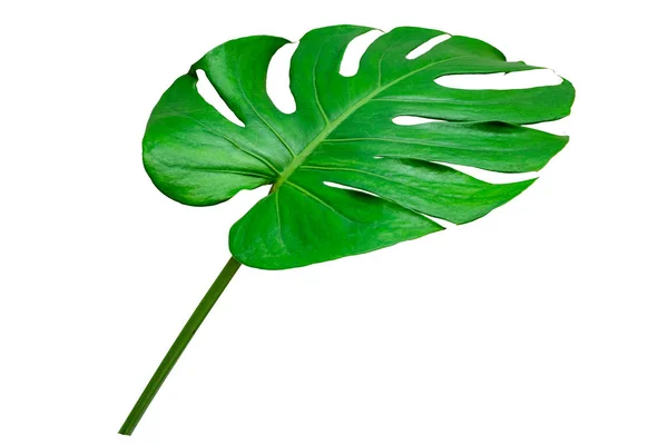 Monstera Folhas Folhas Com Isolate Fundo Branco Folhas Branco — Fotografia de Stock