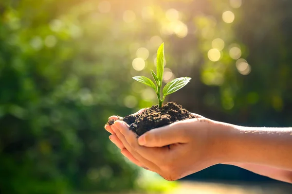 环境地球日在生长着幼苗的树木手中 Bokeh Green Background Female Hand Holding Tree Nature Field — 图库照片