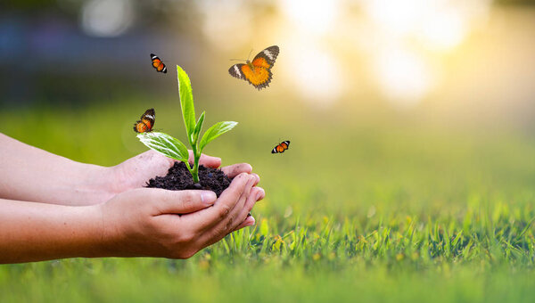 День Земли в руках деревьев, выращивающих саженцы. Боке зеленый фон Женская рука держит дерево на природе трава Концепция сохранения леса